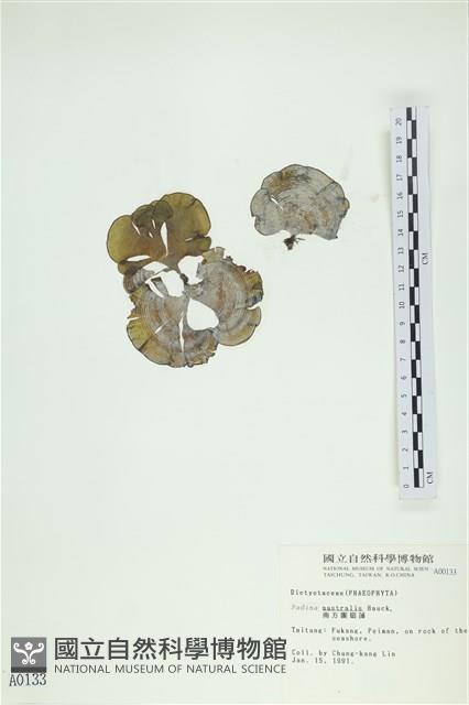 南方團扇藻藏品圖，第1張