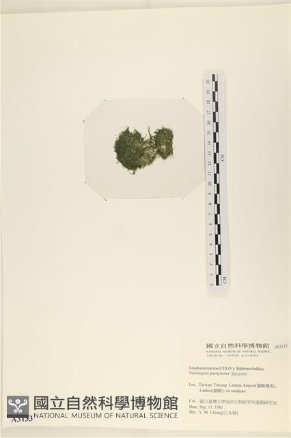 指枝藻藏品圖，第3張