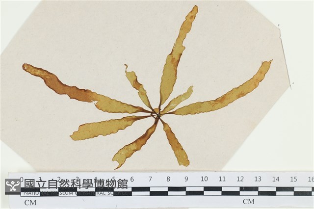 登錄號:A00002533藏品圖，第1張