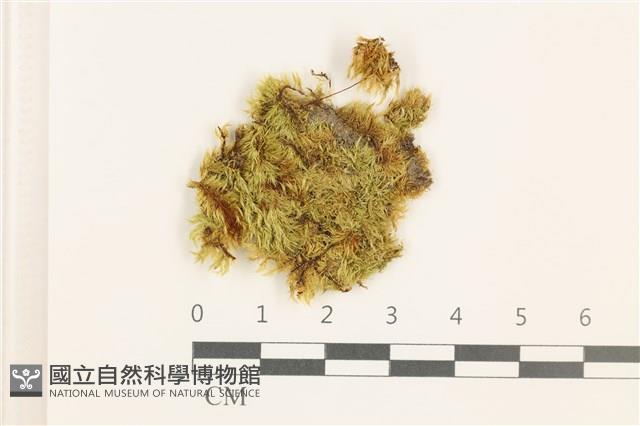 羽枝青蘚藏品圖，第1張