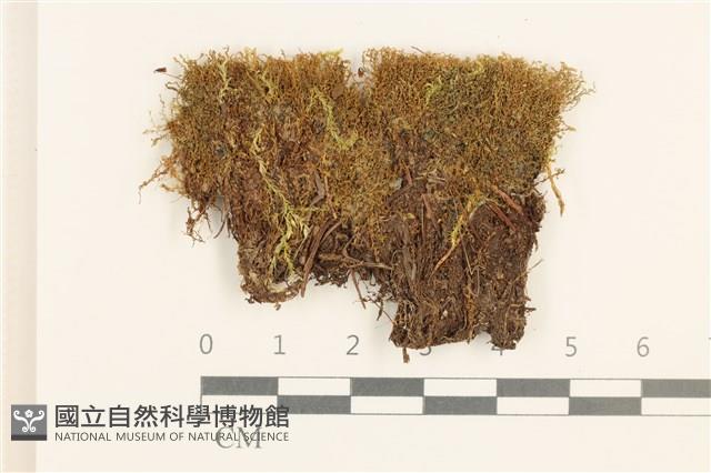 圓葉真蘚藏品圖，第1張