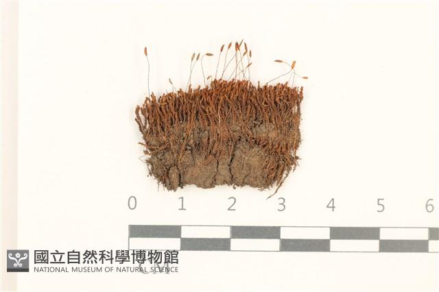 登錄號:B00003533藏品圖，第1張