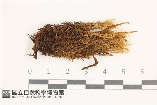 登錄號:B00014433藏品圖，第1張