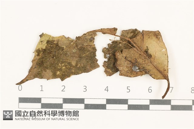 齒邊疣鱗苔藏品圖，第1張