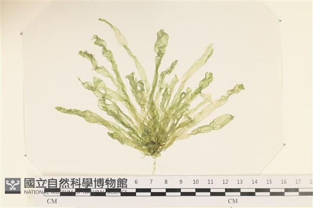 腸滸苔, 河石髮藏品圖，第1張