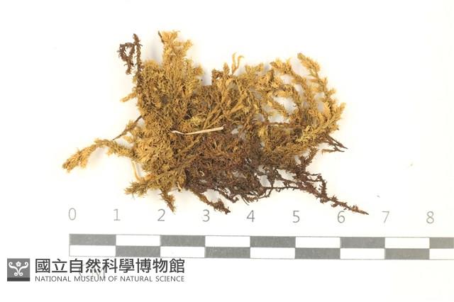 蔓枝蘚藏品圖，第1張