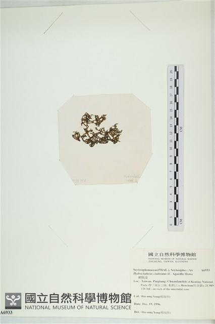 網胰藻藏品圖，第3張