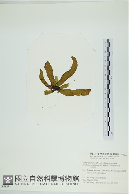 葉苔, 小海帶藏品圖，第3張