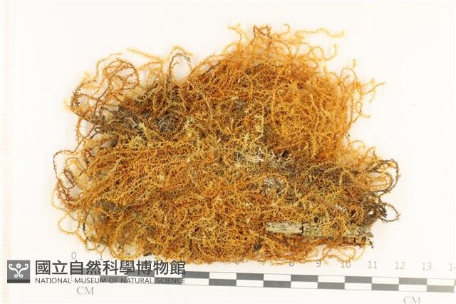 登錄號:B00008333藏品圖，第1張