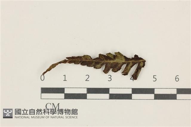 登錄號:B00019333藏品圖，第1張