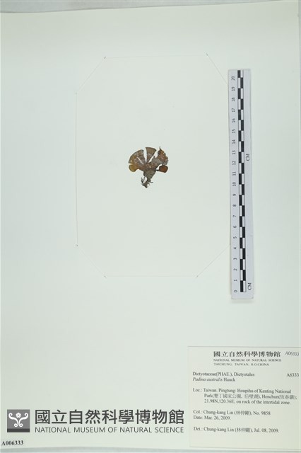 南方團扇藻藏品圖，第3張