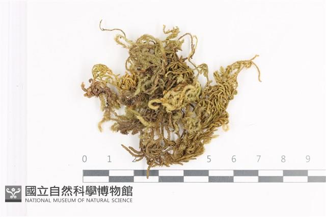 毛扭蘚藏品圖，第1張