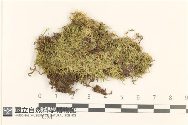 細枝青蘚藏品圖，第1張