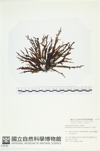 登錄號:A00003333藏品圖，第1張