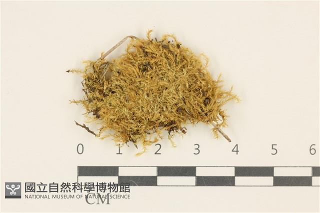 長葉柳葉蘚藏品圖，第1張