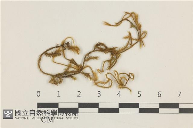 登錄號:B00004733藏品圖，第1張