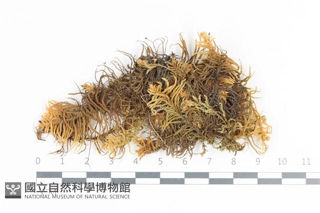 登錄號:B00018653藏品圖，第1張