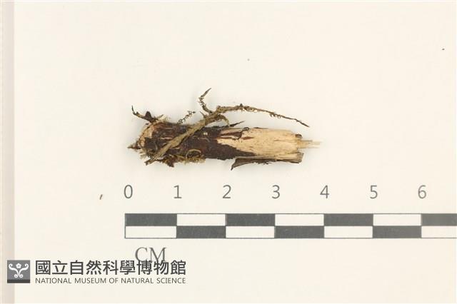 登錄號:B00014653藏品圖，第1張