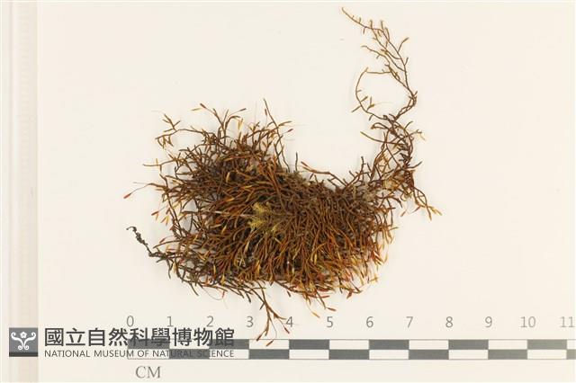 登錄號:B00016253藏品圖，第1張