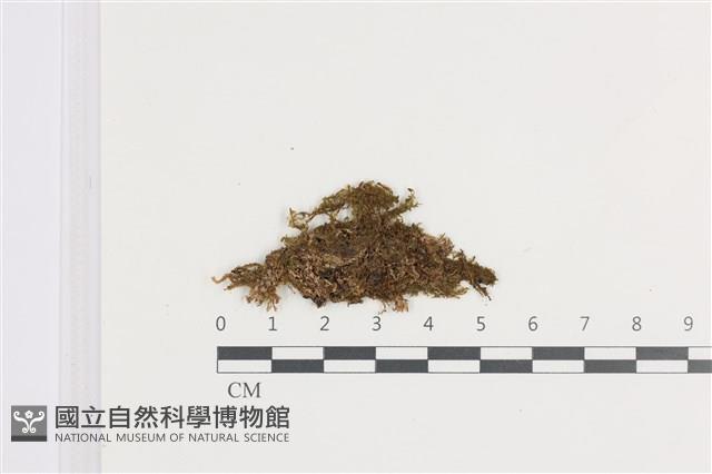 鈍角頂苞苔藏品圖，第1張