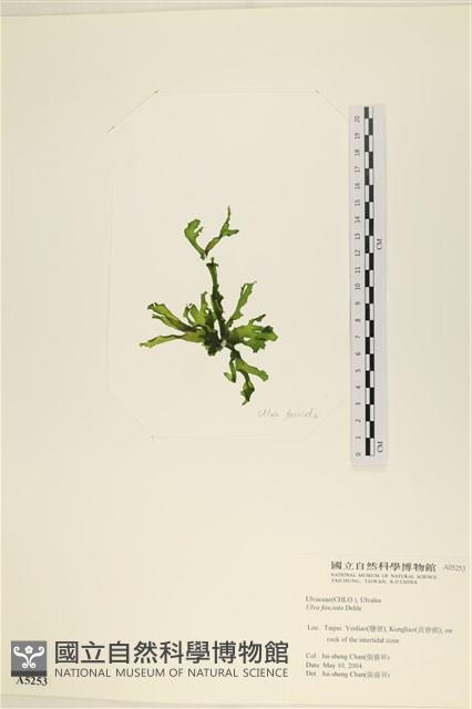 長片石蓴, 裂片石蓴藏品圖，第1張