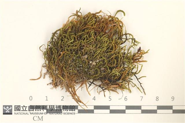 登錄號:B00013253藏品圖，第1張