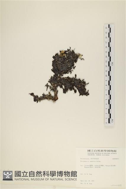 登錄號:A00008053藏品圖，第1張