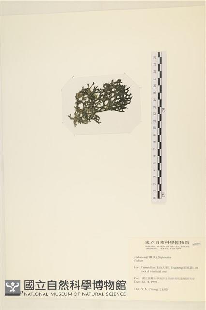 登錄號:A00005053藏品圖，第3張