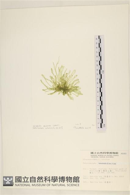 腸滸苔, 河石髮藏品圖，第3張
