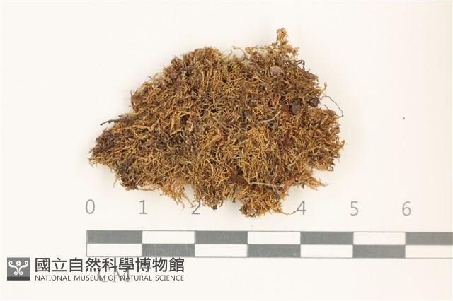 登錄號:B00019153藏品圖，第1張