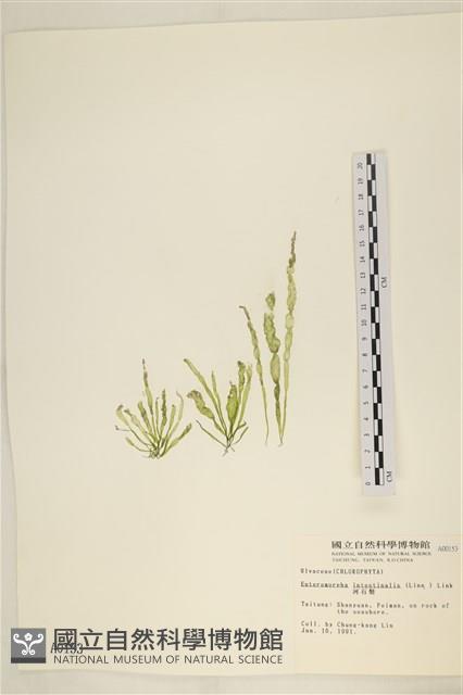 腸滸苔, 河石髮藏品圖，第1張