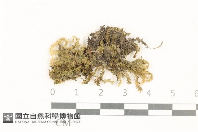登錄號:B00004553藏品圖，第1張