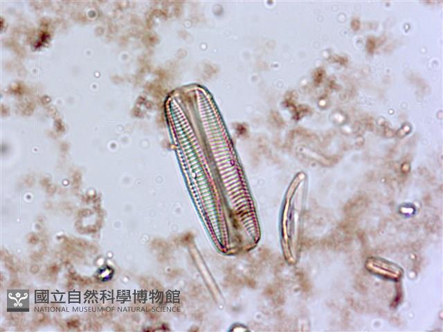 登錄號:A00004553藏品圖，第4張