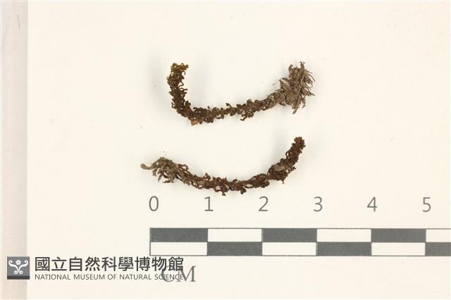 登錄號:B00005553藏品圖，第1張