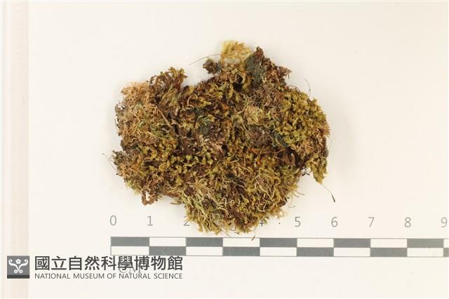 登錄號:B00010553藏品圖，第1張