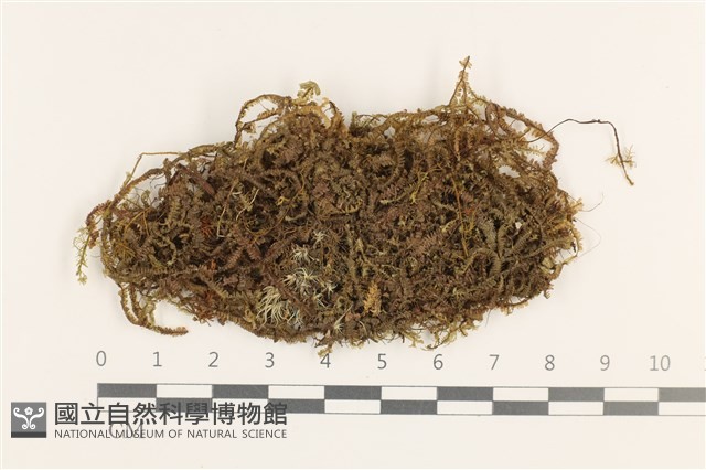 登錄號:B00000553藏品圖，第1張