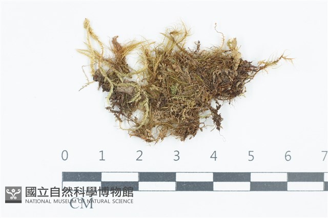 毛葉青毛蘚藏品圖，第1張