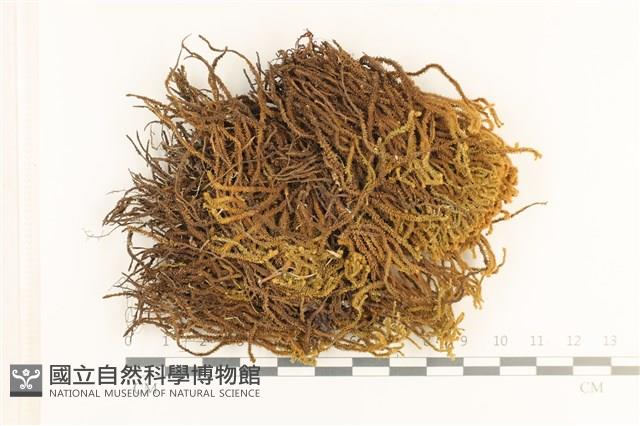 齒邊廣萼苔藏品圖，第1張