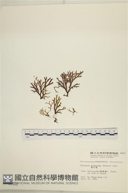 網目藻藏品圖，第1張