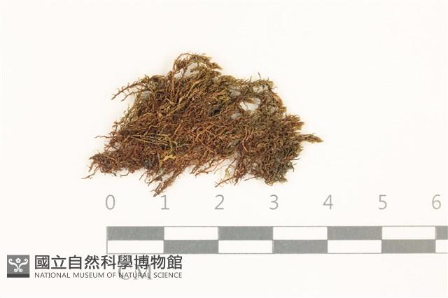 叢生真蘚藏品圖，第1張