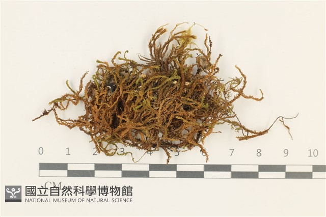 皺葉牛舌蘚藏品圖，第1張