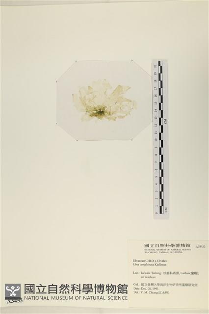 茶花石蓴, 牡丹菜藏品圖，第3張