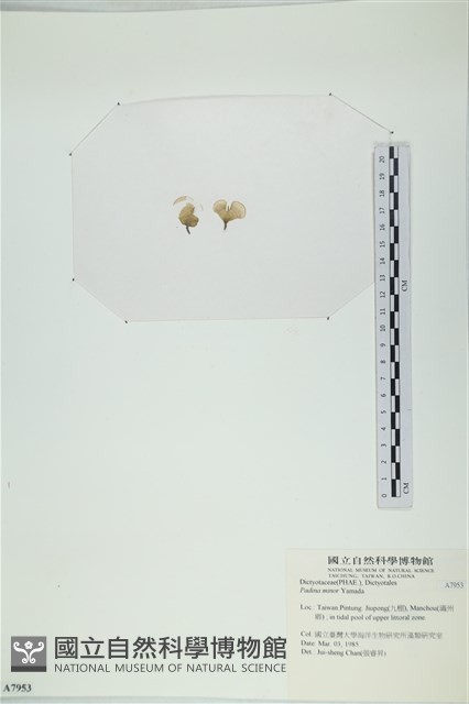 小團扇藻藏品圖，第3張
