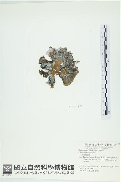 南方團扇藻藏品圖，第3張