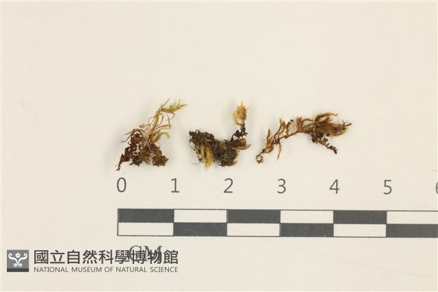 尖葉仙鶴蘚藏品圖，第1張