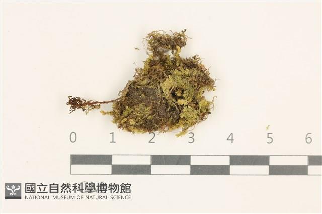 登錄號:B00019623藏品圖，第1張