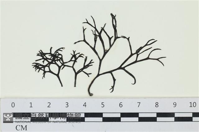 石牙藻, 石牙菜, 鐵釘菜藏品圖，第1張