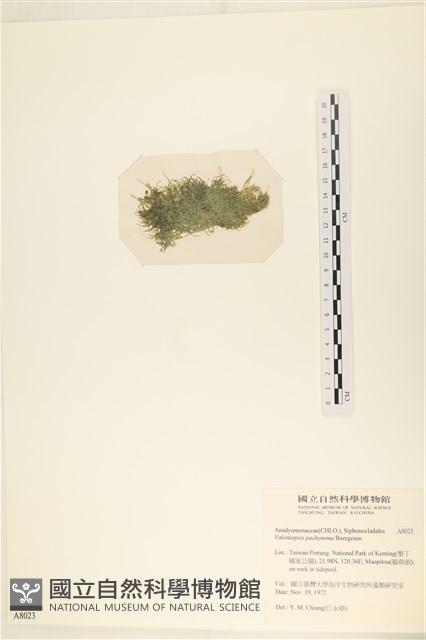 指枝藻藏品圖，第3張