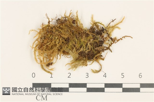 細枝青蘚藏品圖，第1張