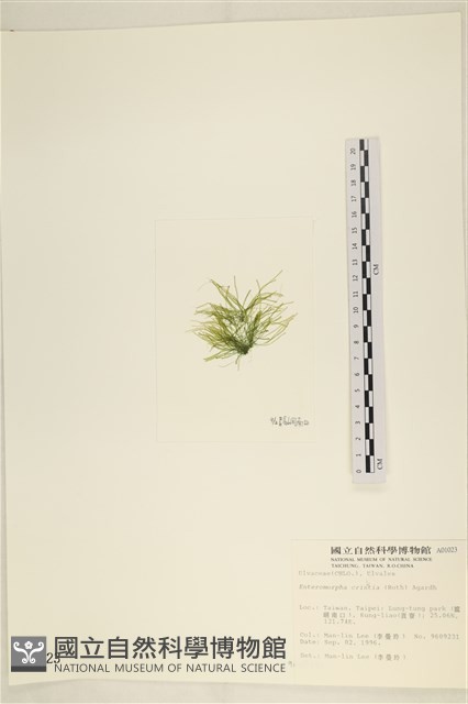 多毛滸苔藏品圖，第3張